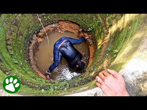 Brave man saves wild fox from well #Video