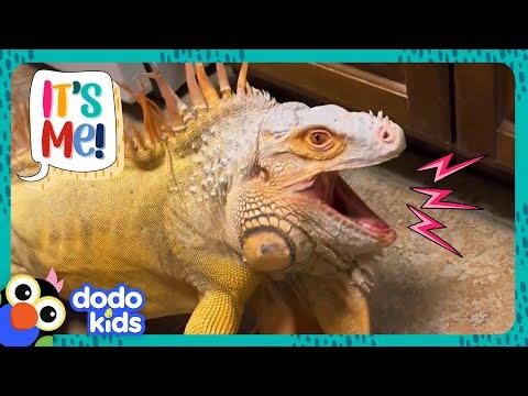 Living With A Huge Iguana Is Strange, But Also Awesome! | It's Me! | Dodo Kids #Video
