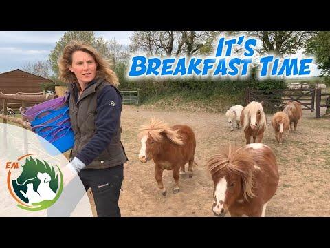 It's Breakfast time for ALL the horses!
