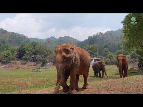 Former Trekking Elephant Has The Sweetest Reaction To Their New Friend - ElephantNews #Video