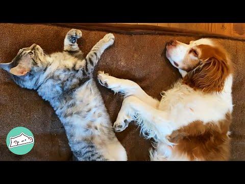 These Rescues Were Destined to Find Each Other #Video