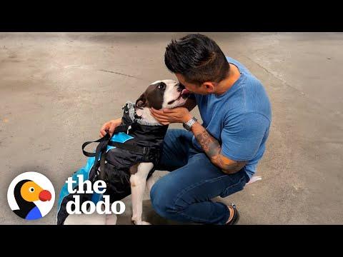 Guy Has 24 Hours To Save This Pittie's Life #Video