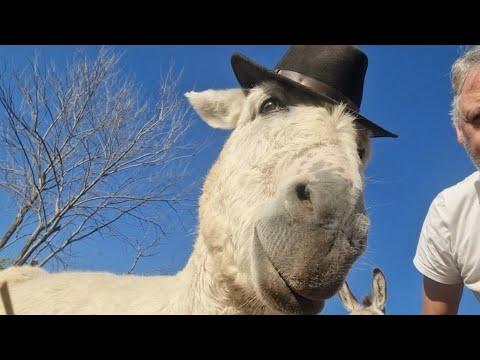 DONKEY CHAT - Is Ronnie broken? #Video