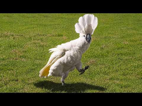 BIRDS Can't Stop Being Hilarious | Funniest Birds Video #Video