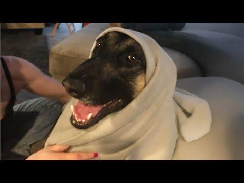 When Belgian Malinois & German Shepherd Forget They're Serious Dogs! #Video