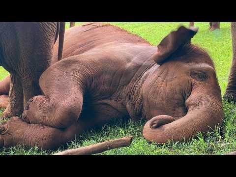 A Nap Within the Circle of Trust - ElephantNews #Video