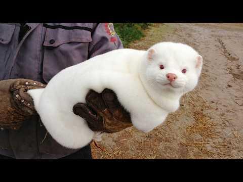 When Adorable Baby Animals Can’t Stop Being Little Comedians #Video