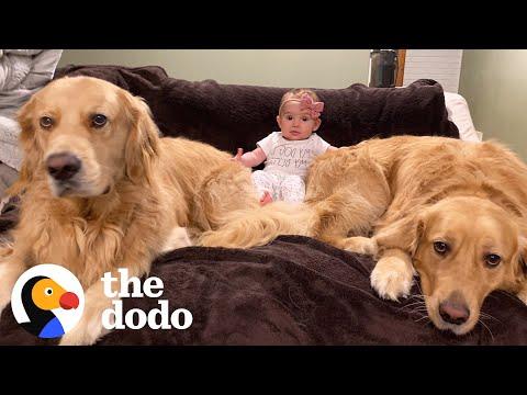 Dog Brothers Claim Newborn Baby Sister As Their Own #Video