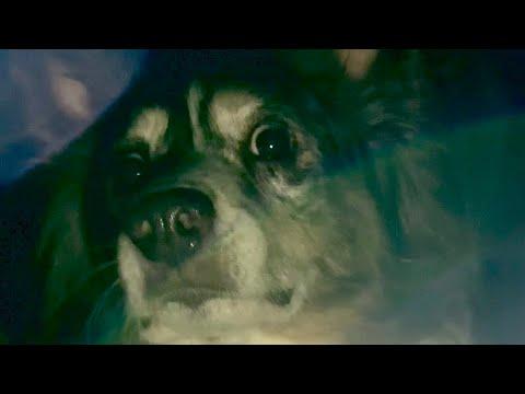 When the Power Goes Out (Funny Dogs Get Scared!) | Layla The Boxer #Video