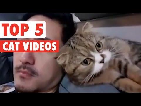 Top 5 Cat Videos || Funny Kitten Compilation
