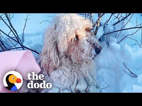 Dog Found In Freezing Snow Loves Lying By Fireplace Now #Video
