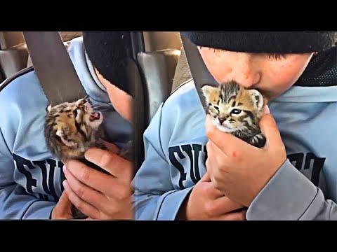 Abandoned Kitten Doesn't Stop Crying After Rescue and Receives Love #Video