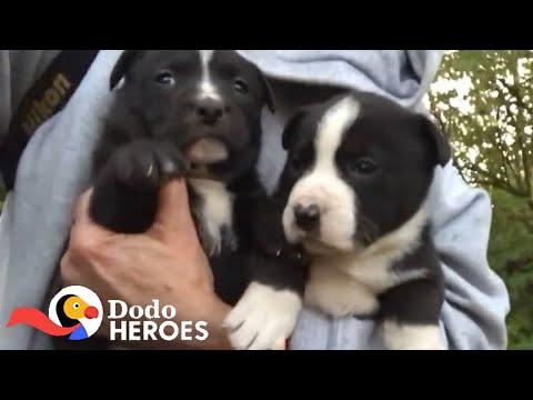 This Woman Saves Dogs From The Streets of St. Louis Every Single Day | The Dodo Heroes