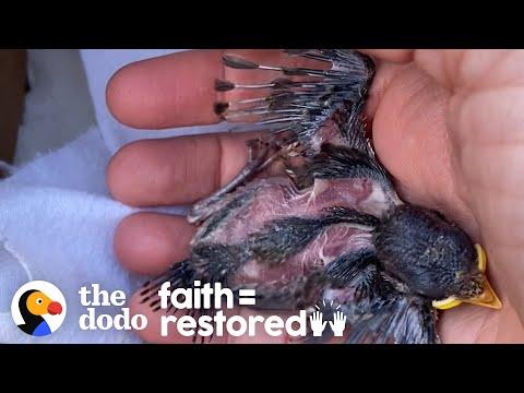 Injured Baby Sparrow Was In The Right Place At The Right Time Video | The Dodo Little But Fierce