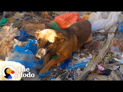 Dog Dumped in Trash Gets a New Home #Video