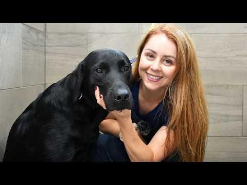 This Puppy Is Training to Change Someone's Life #Video