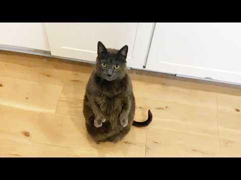 25 Pound Cat DEMANDS Dinner Standing Upright #Video