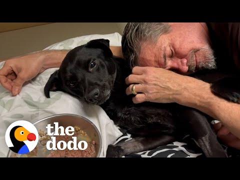 Guy Finds A Dog On The Side Of The Highway #Video