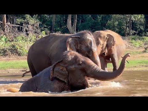 Trumpet Serenade with Hom Nuan, Aung Kham, Rattana Kham's Friendship - ElephantNews #Video