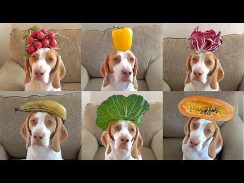 100 Fruits & Vegetables On Dog's Head In 100 Seconds: Cute Dog Maymo