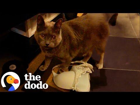 Most Mischievous Cats Of All Time #Video