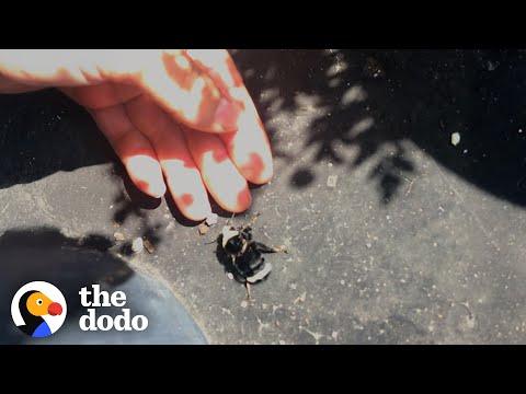 Wingless Bumblebee Asks Woman For Help, And... #Video