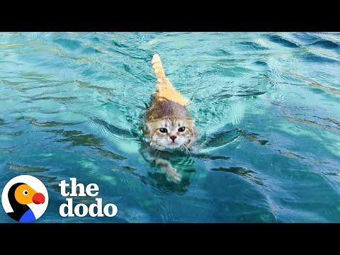 Sailboat Cat Loves To Dive Into The Water #Video