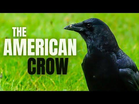 The AMERICAN CROW | Common, Smart and Unique #Video