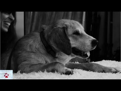 The stray dog that lived many lives. Valia Orfanidou #Video