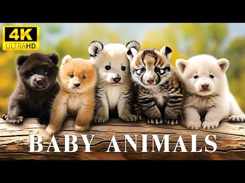 Baby Animals 4K (60FPS) UHD - Stories Of Baby Animal Wonder With Relaxing Music (Colorfully Dynamic)