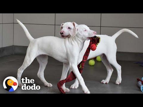 Blind And Deaf Puppy Gets Around With Help From Her Brother #Video