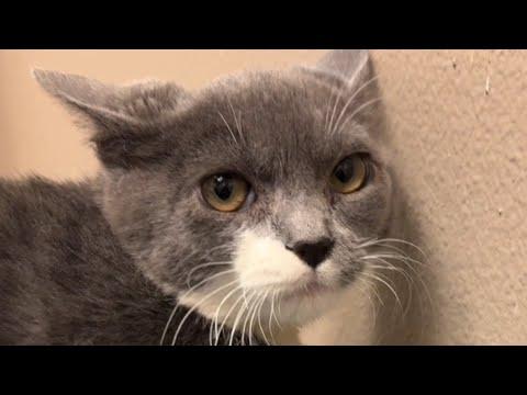 This cat was called 'mean.' Then he met my husband. #Video