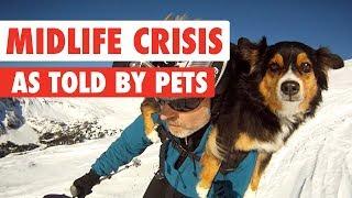 Signs You Might Be Having a Midlife Crisis As Told By Pets