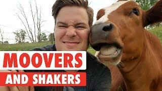 Moovers and Shakers | Cute Cows Compilation