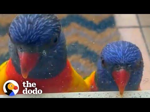 Rainbow Lorikeet Couple Get Jealous When Birds Visit Their Favorite Lady #Video