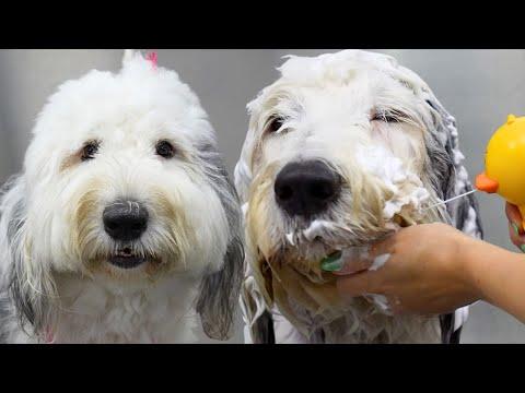 Instead Of A DOODLE... | Vivian The Old English Sheepdog #Video