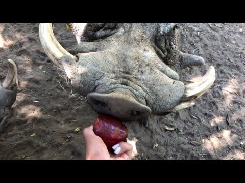 Warthog That Eats Like A Gentleman Video. Your Daily Dose Of Internet.