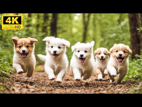 Baby Animals 4K (60FPS) - Navigating The Playful Trails Of Baby Animals With Relaxing Music #Video