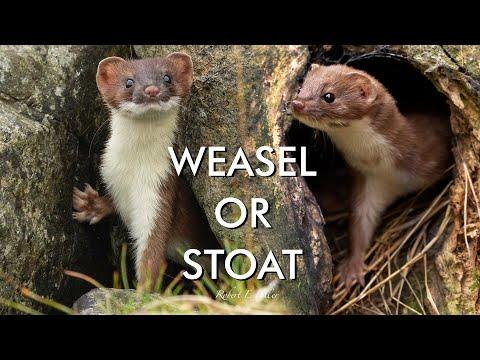 Weasel or Stoat? How to Tell the Difference | Robert E Fuller #Video