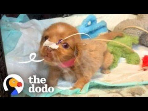 'Bubble Puppy' Decides She's Ready To See The World #Video