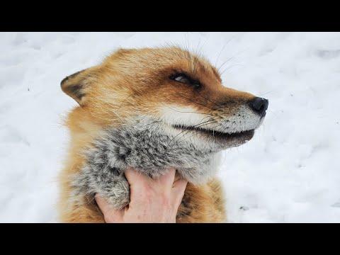 Finnegan Fox wants to take me into his den #Video