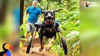 Dog Gets SO Excited To Go Hiking In Her Wheelchair | The Dodo
