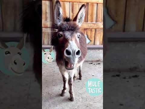 Funniest animal donkey noises ever. #Video