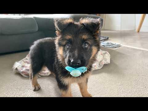 When German Shepherd Puppies Get Caught Being Too Adorable #Video