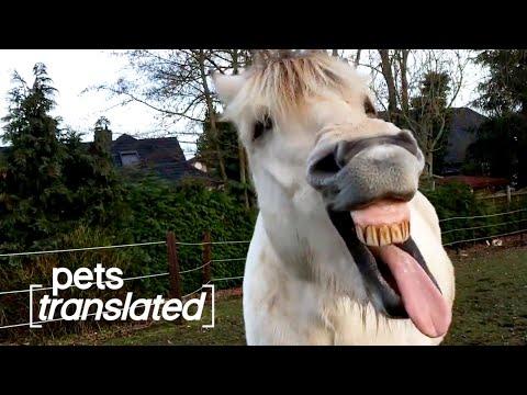 The Horse Force | Pets Translated #Video