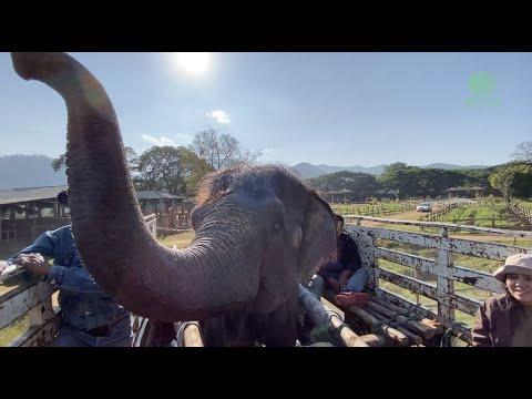 Elephant Penboon Video (Hong Fah) Finally Going Free After Being Chain for 8 Months