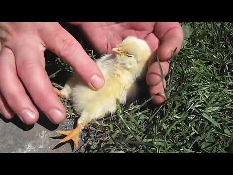 Baby Bird Falls off to Sleep Getting Tummy Rubbed by Human Video