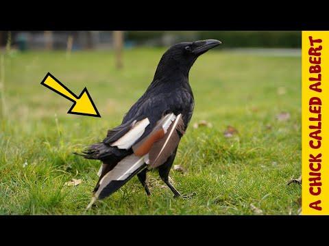 Wing extensions - Can a Crow fly with Peacock feathers? #Video