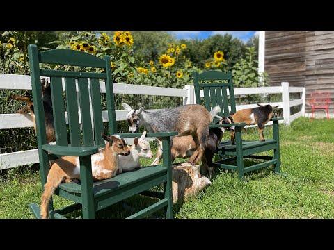 Goats make time to EAT the flowers! Sunflower Farm Creamery #Video