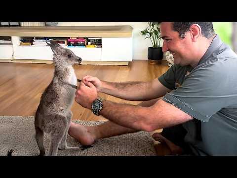 When Baby Animals Live Their Best Life with Their Favorite Human! #Video #Video